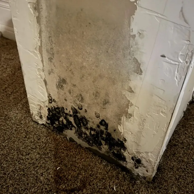 Professional Mold Removal in Hillsboro, MO